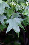 Sweetgum